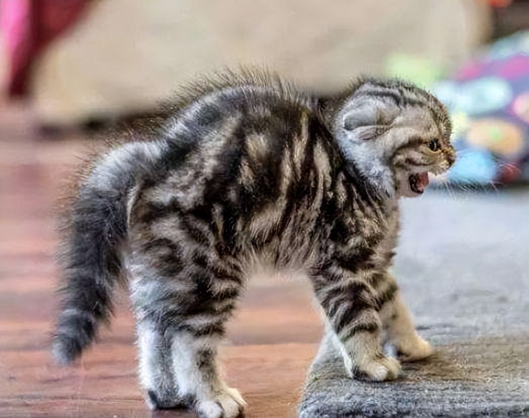 7 signs cats are angry, and you should stop disturbing them iNEWS