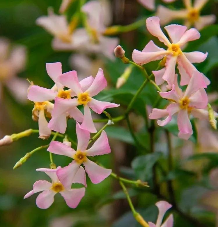 The 4 kinds of "unlucky flowers" are very beautiful, don't keep them at