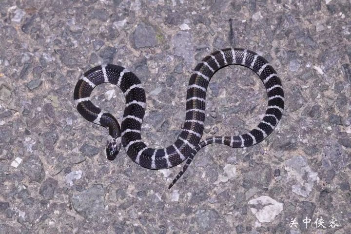 Common snakes in China (on a highly venomous snake) - iNEWS
