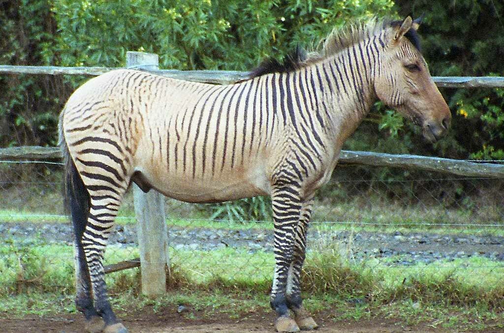 Why don't people ride zebras like horses? - iNEWS