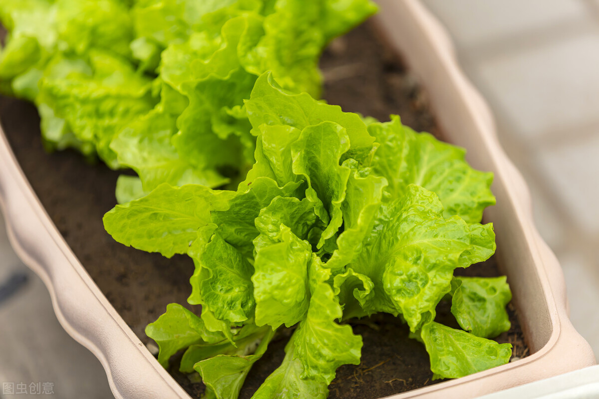 How to grow lettuce on the balcony to grow vigorous and tender? iMedia