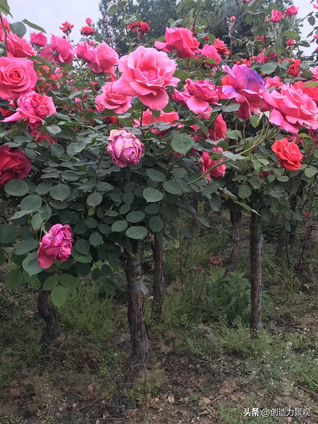How to plant roses in the garden? Do these things well, and the flowers ...