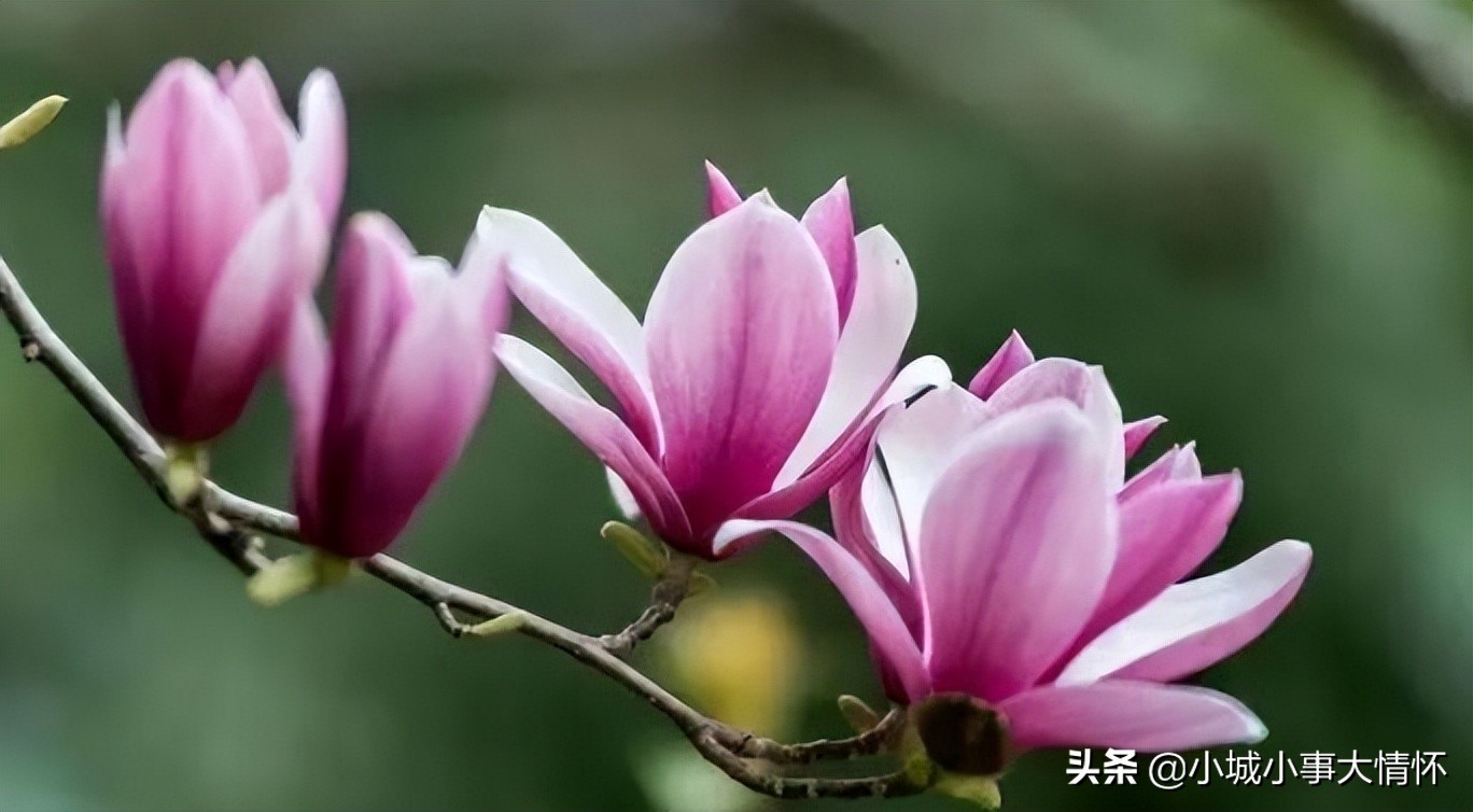 Flowering consumes nutrients.Why do some plants "flower before leaves