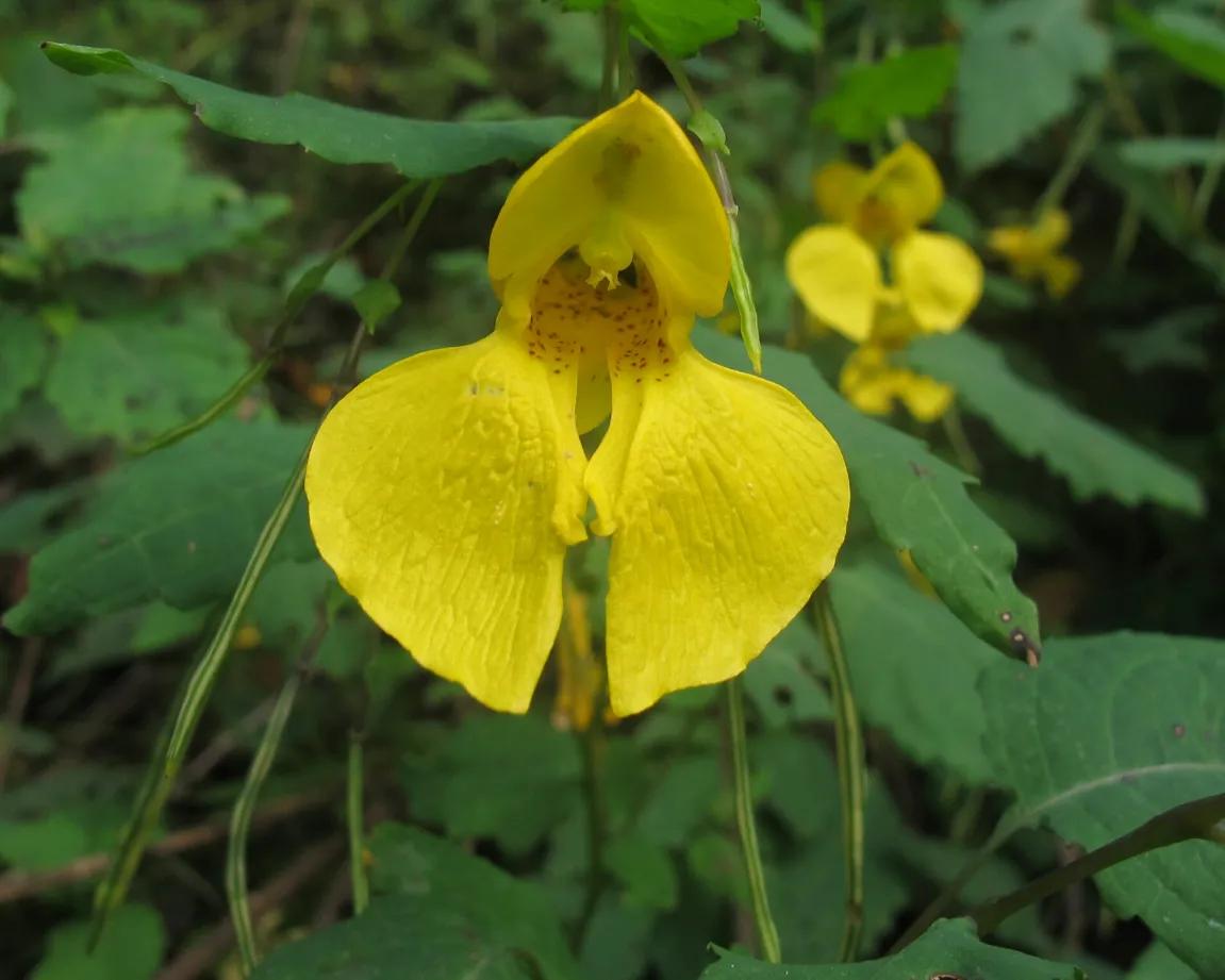 The highvalue flowers who are face to face with us are lovely, where