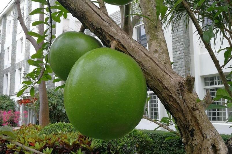 The most dangerous tree in the world, the fruit can explode, the power ...