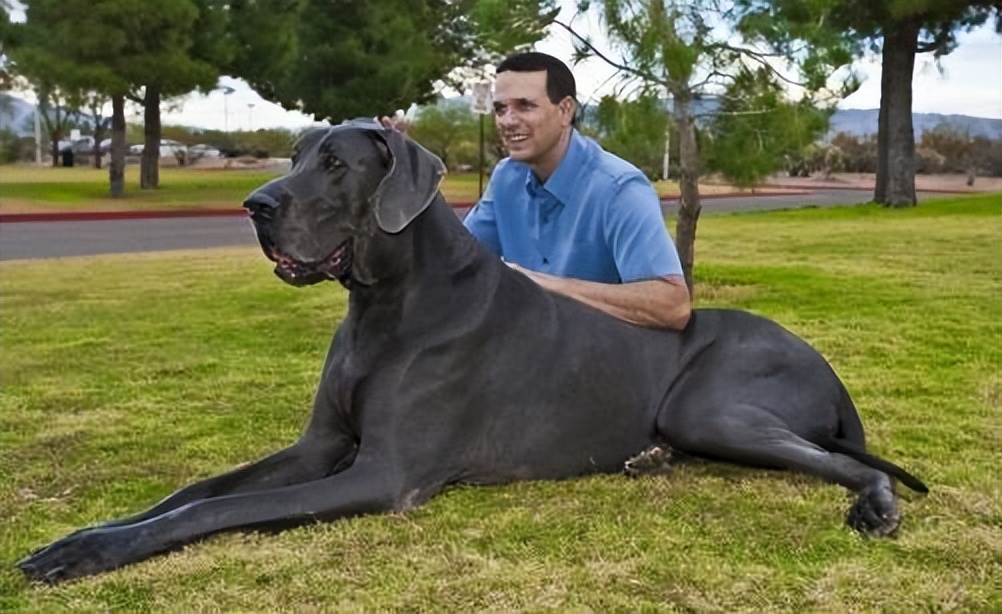 3 "Longevity Dogs" in the Dog World - iNEWS