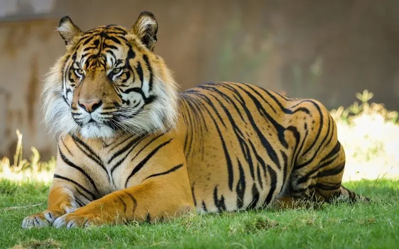 Fun Tiger Animal Fun Facts: Endangered Tigers - iMedia