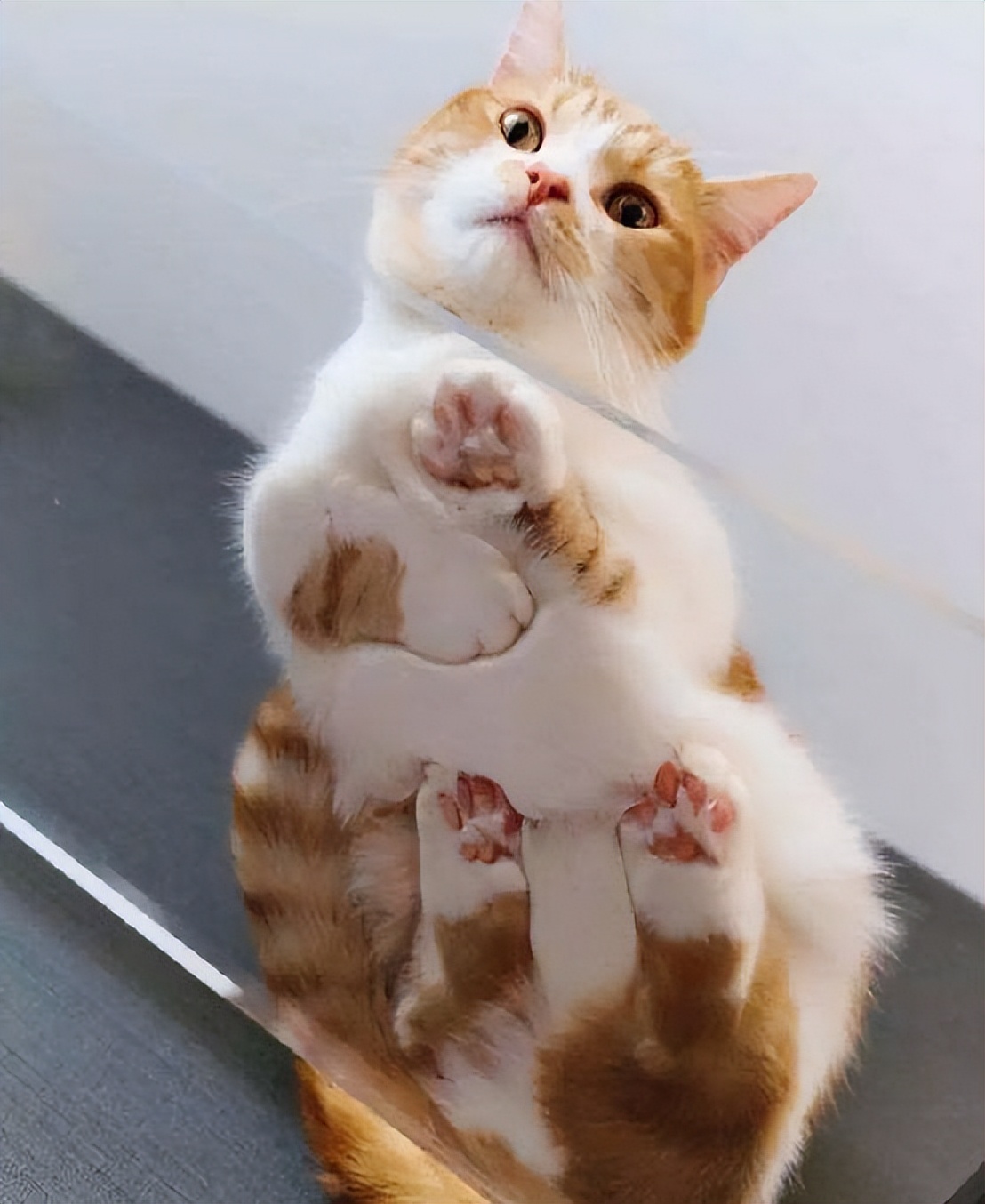 Why do cats like to do the "handsonhand" action? iNEWS