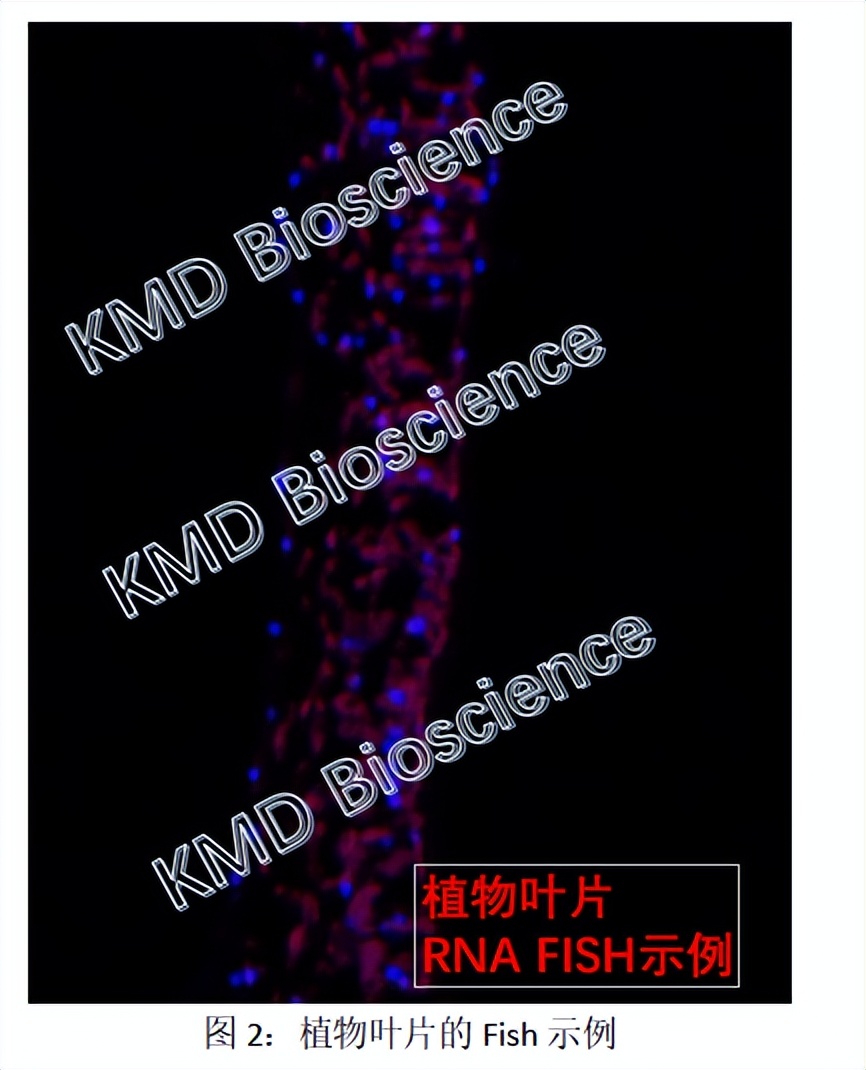 Fluorescence in situ hybridization technique guide iNEWS