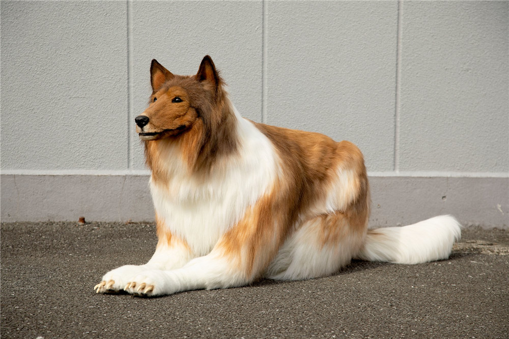 Tired of being human, Japanese man spent 2 million to turn himself into a "dog" and went straight to TV