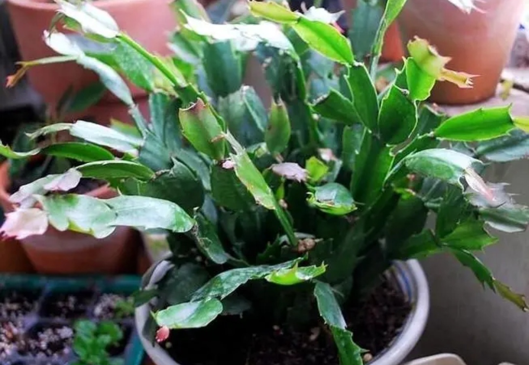 Crab claw orchid leaves are soft, do 4 things quickly, the leaves are