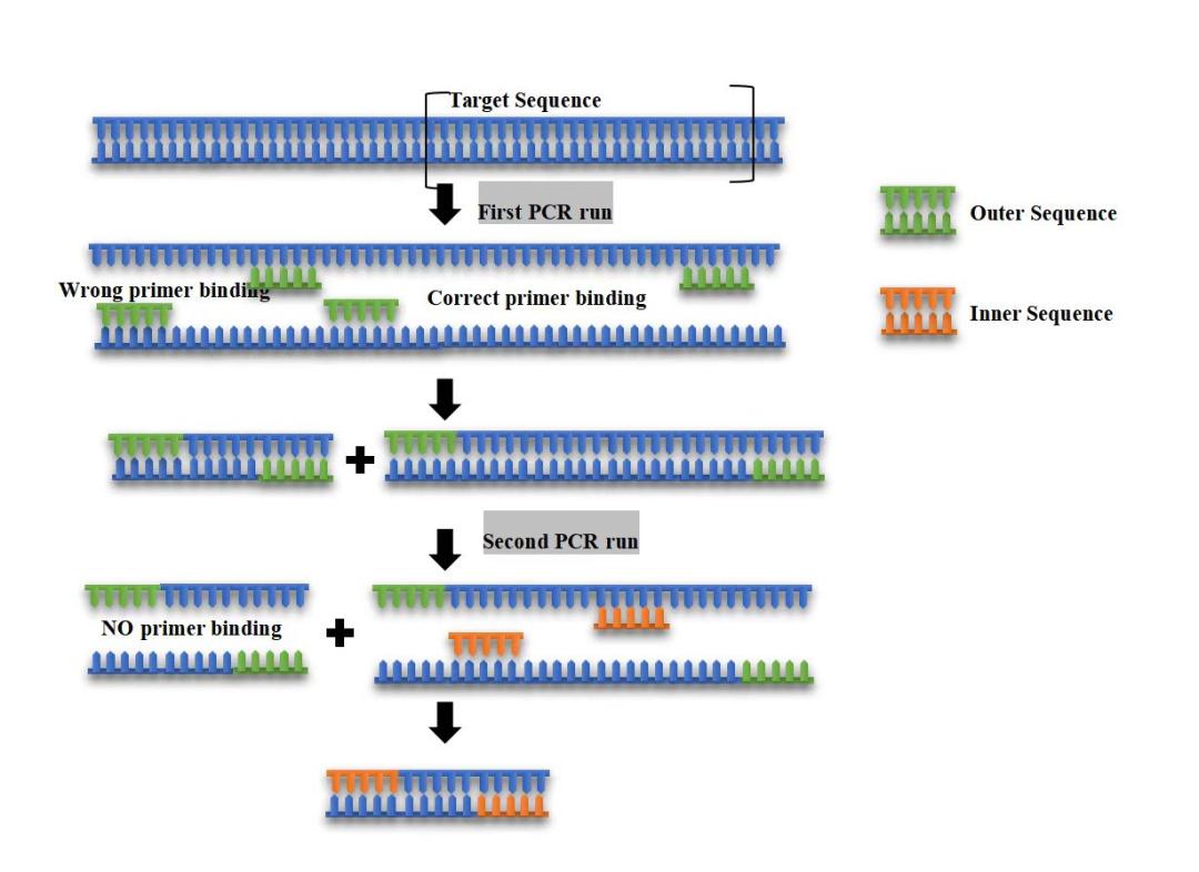 What should I do if the PCR template is low and the primer specificity