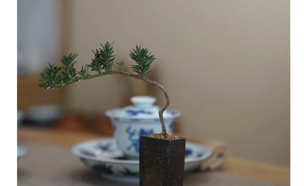A potted plant worth 5 yuan will grow into an "unaffordable" appearance