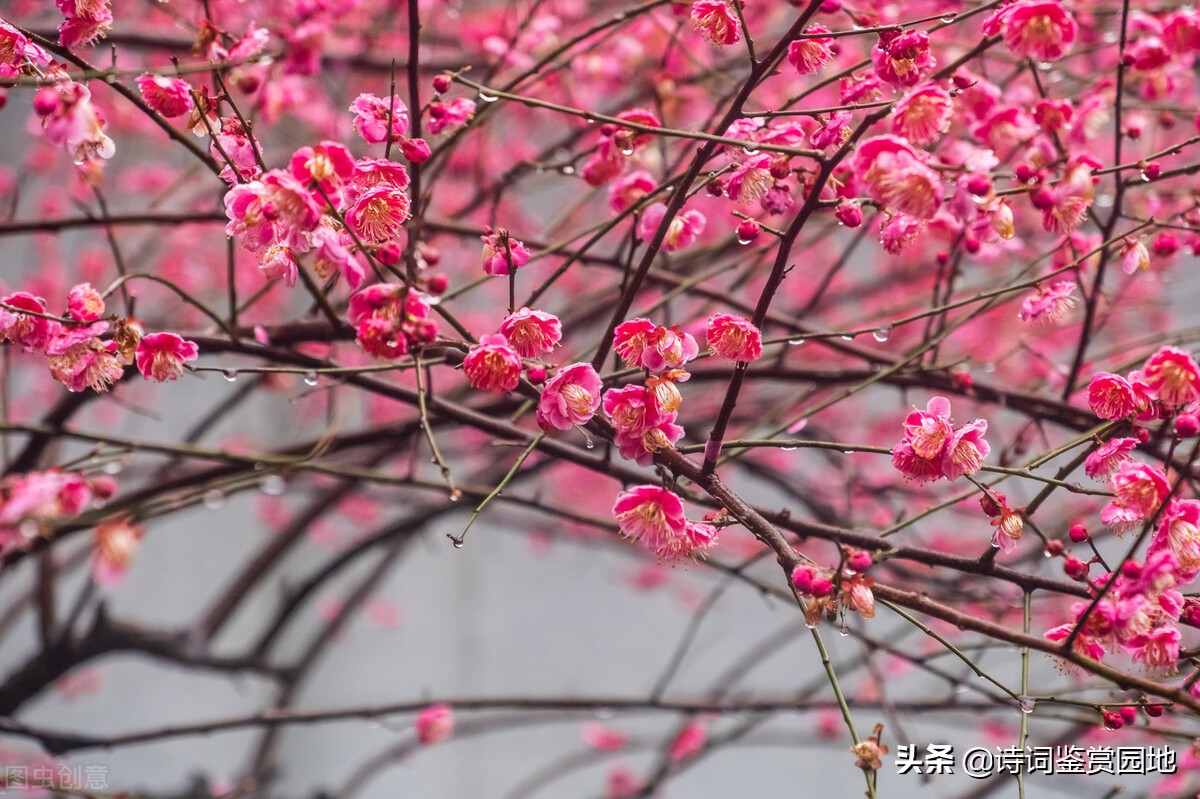 李清照4首写早春景色的词 情景交融 堪称一绝 值得一读 资讯咖