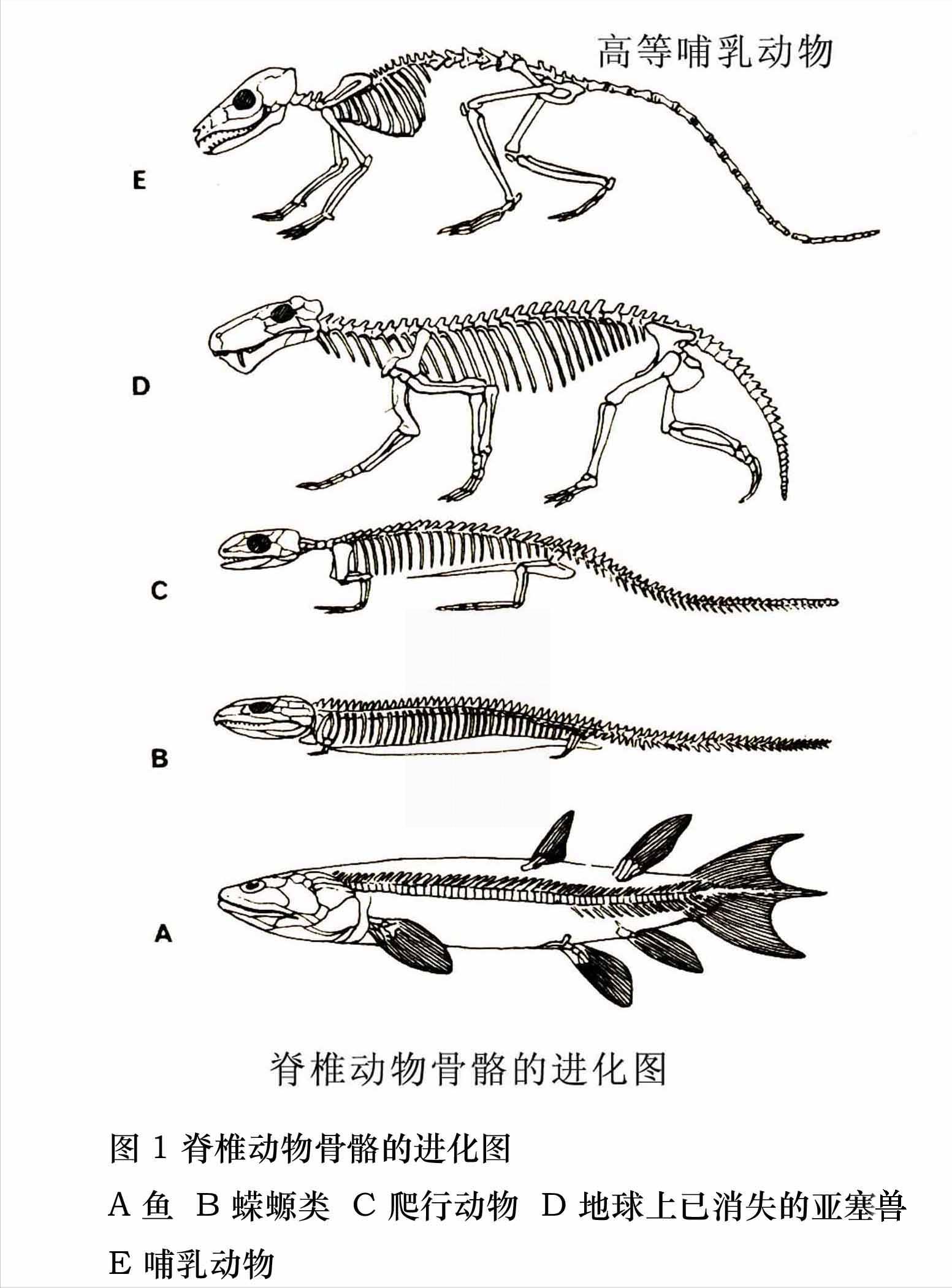 首次證明，我們的耳朵這個部位曾經是魚鰓？ - 資訊咖