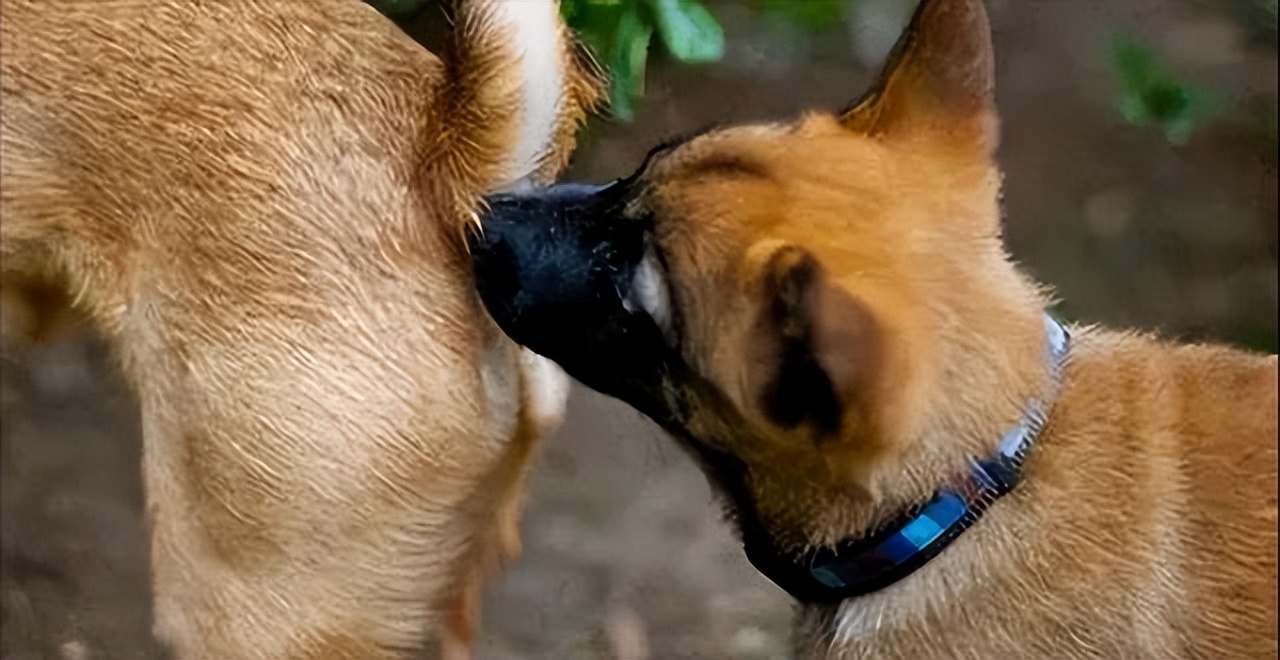 Dogs always smell your crotch, not because of lust, but because of