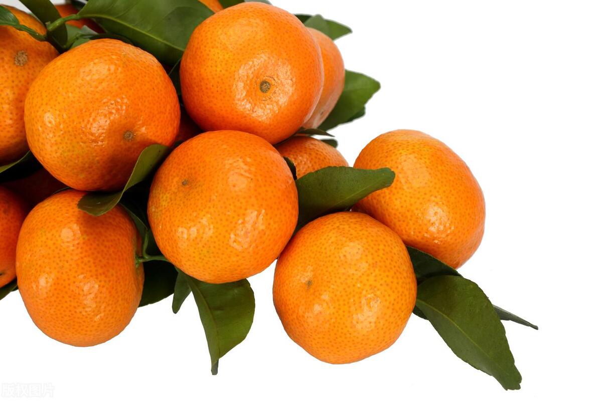 What is the difference between navel oranges, ponkans and tangerines