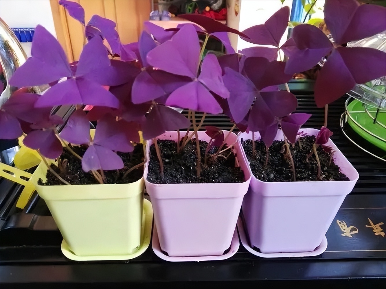 "5 kinds of flowers" are too cheap, and they still grow vigorously and keep blooming. They are