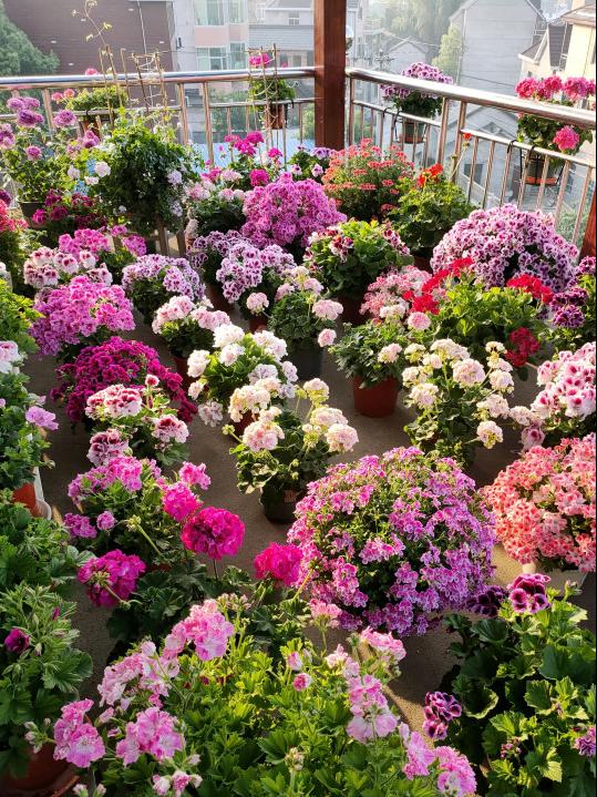 9 kinds of spicy flowers that "don't die in the sun", under the hot sun