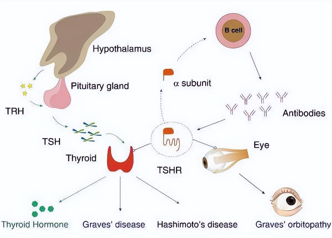 Demystifying the molecular mechanism of autoimmune hyperthyroidism and hypothyroidism can