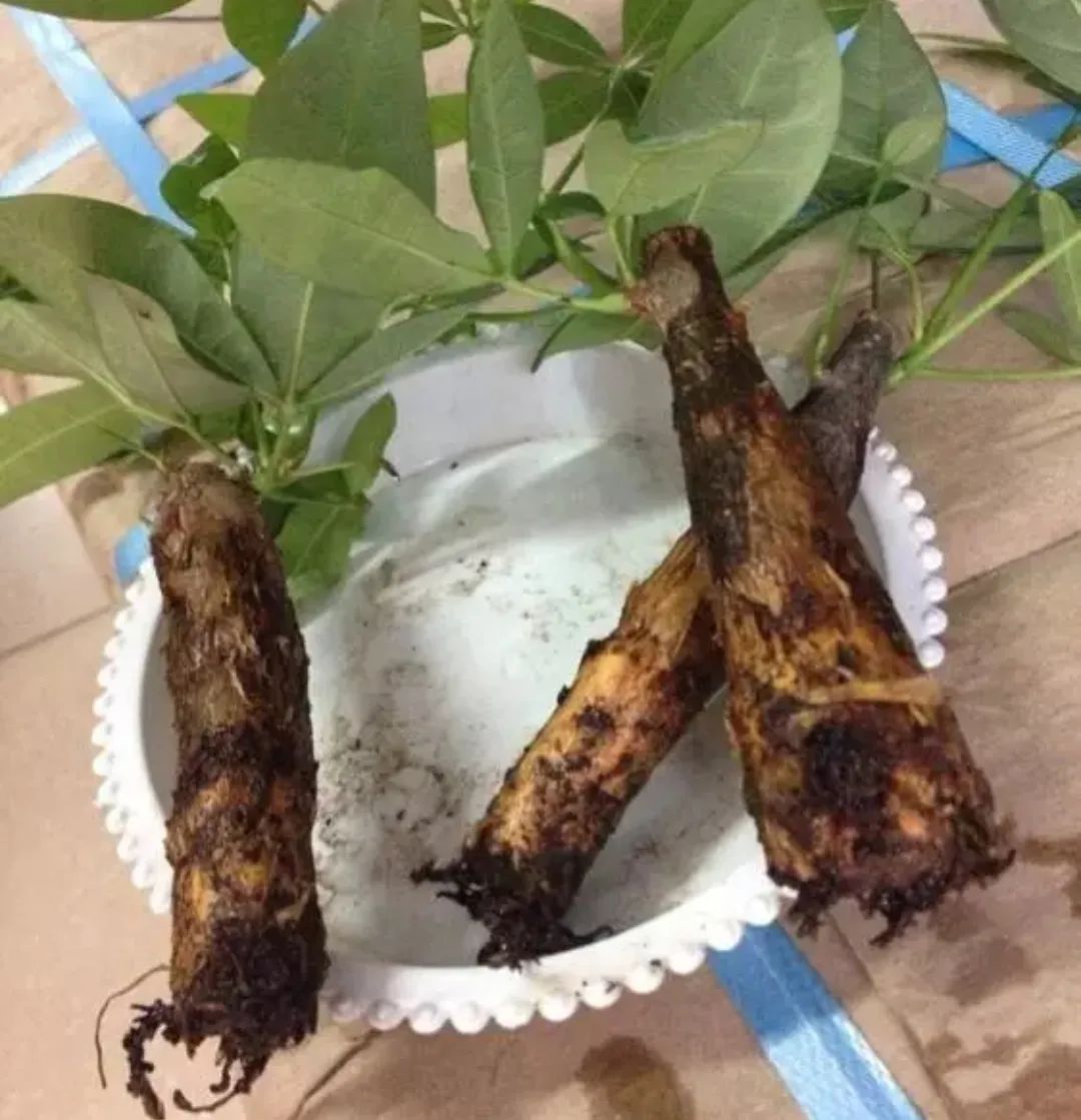 Don't throw away the rotten roots of the fortune tree!this will bring ...