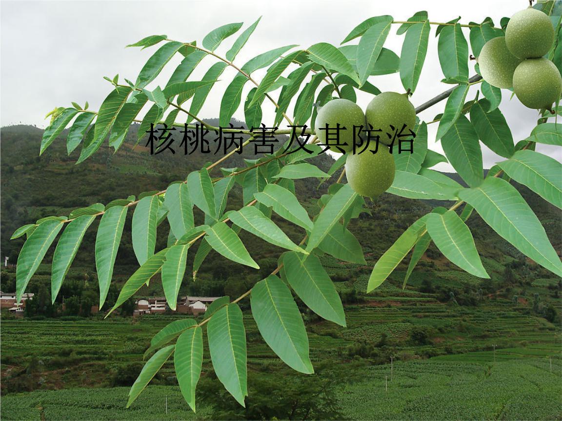 From a small seed to a towering tree, the development of a walnut tree ...