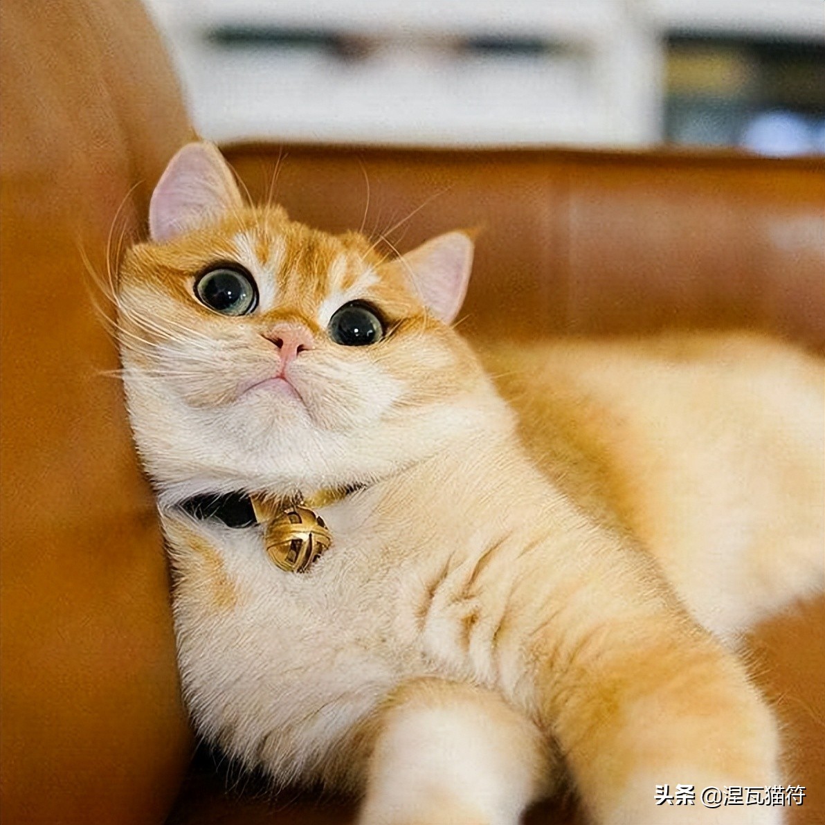 Gold Gradient (Black Gold) iNEWS