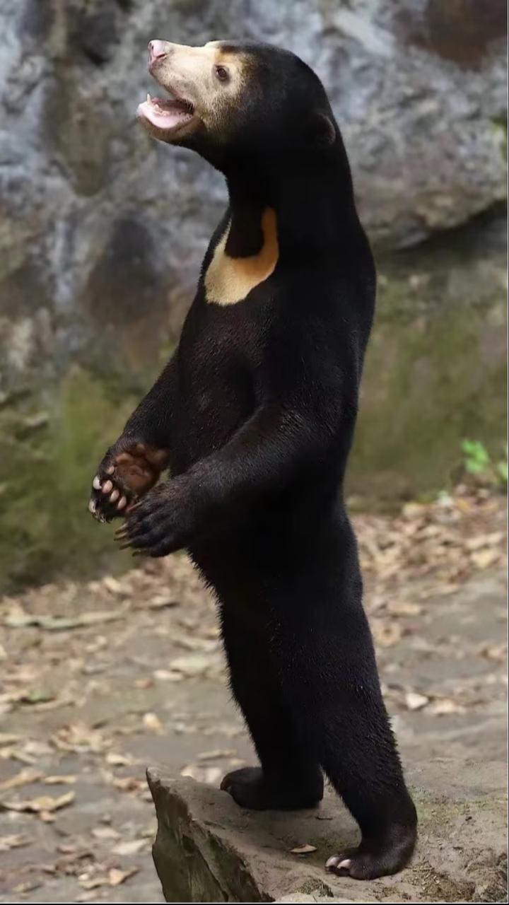 A sun bear in the zoo is too human-like to be questioned. Why can the
