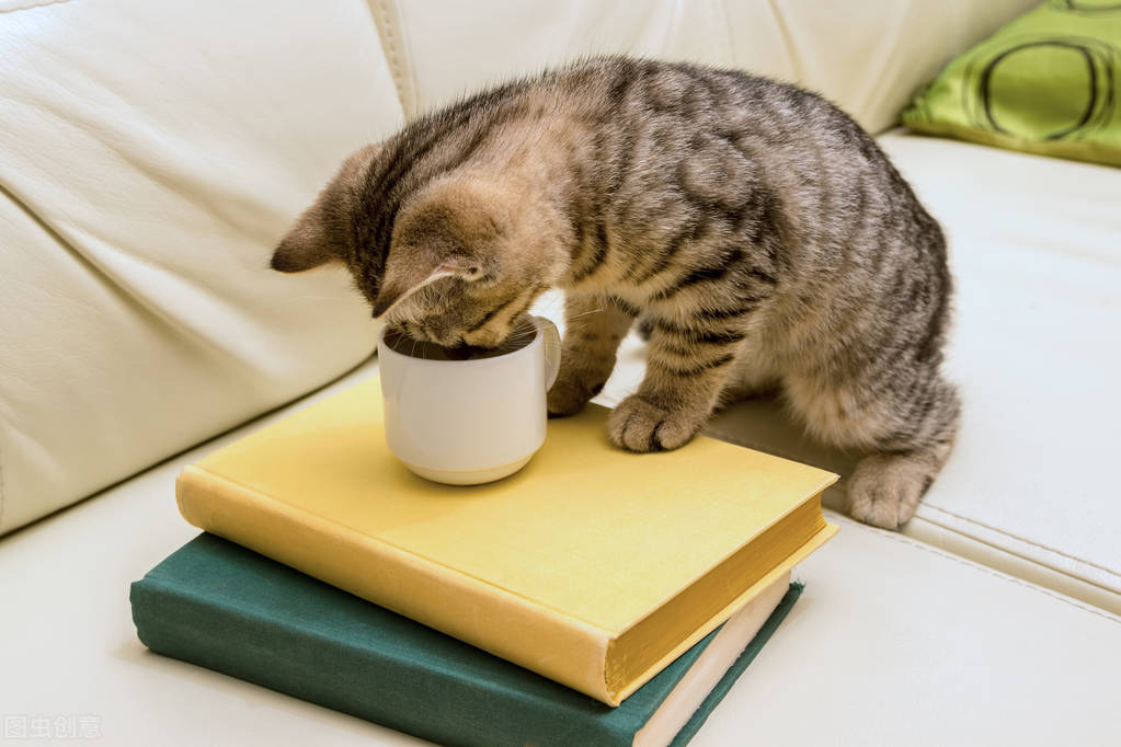 What should I do if I get scratched by a cat?When to get vaccinated