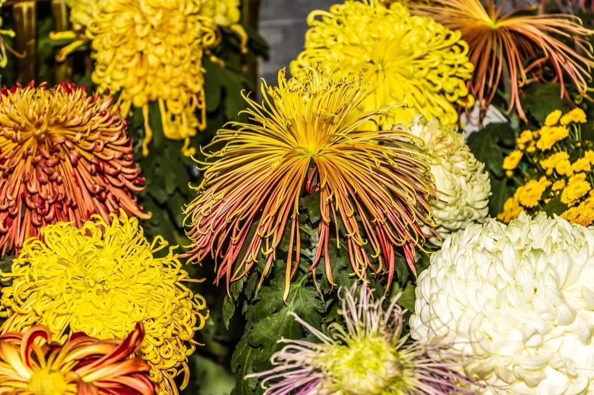 Original Seven Unique "Golden Chrysanthemums Embellish Autumn" New