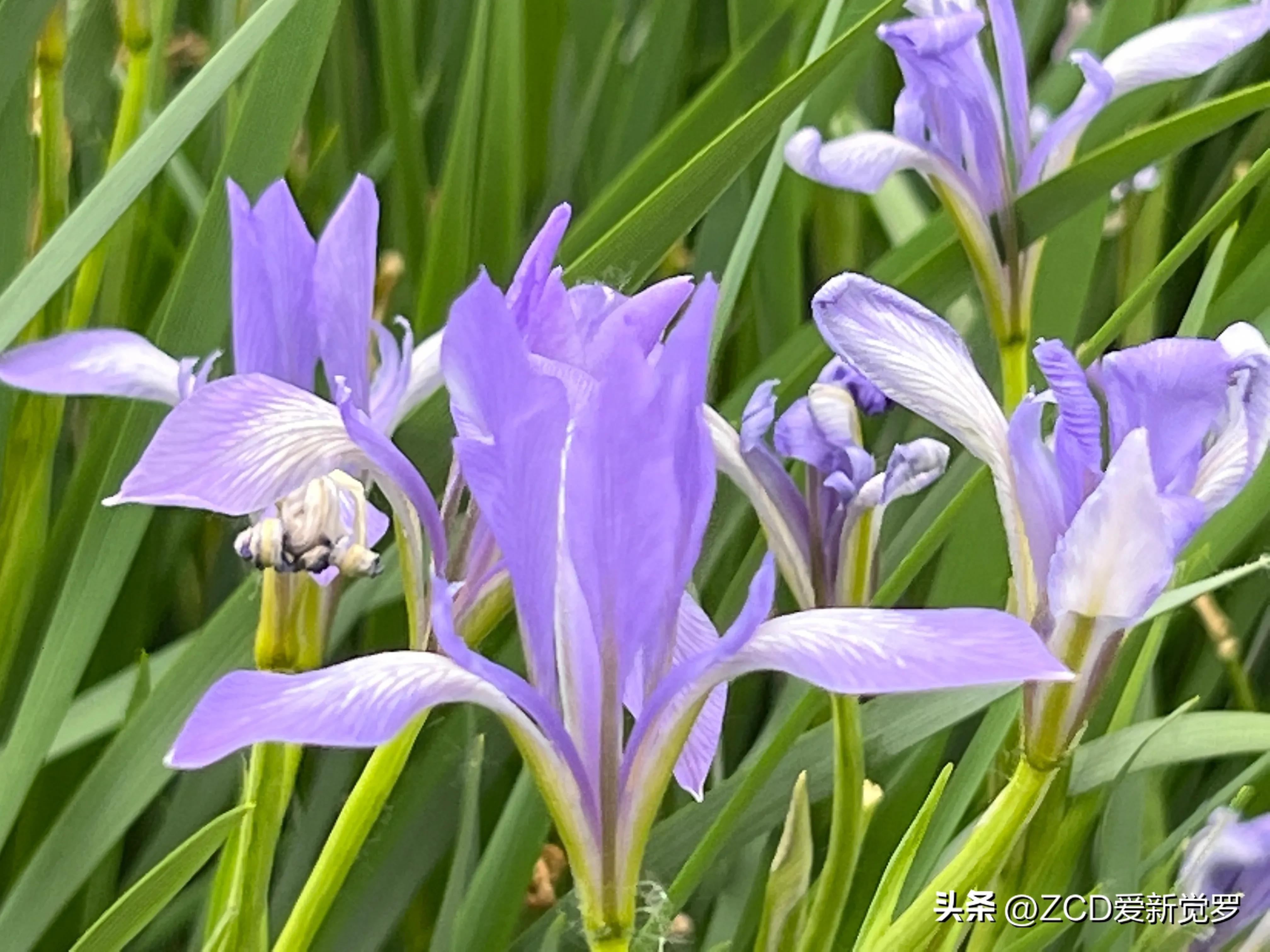 The Meaning of the Word "Zao" in Northeastern Dialect (2) iNEWS