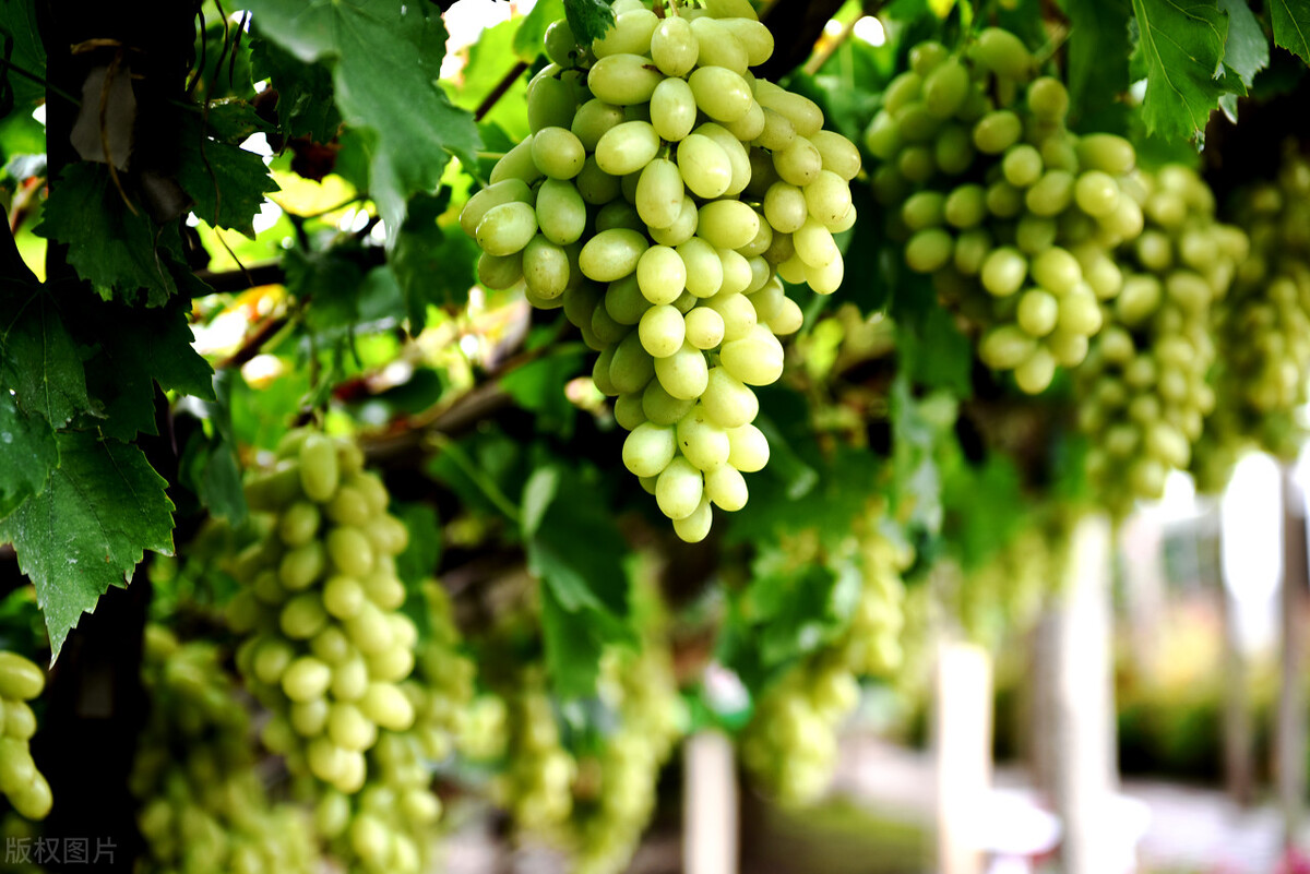 The top five rankings of the most delicious grapes in China, see if