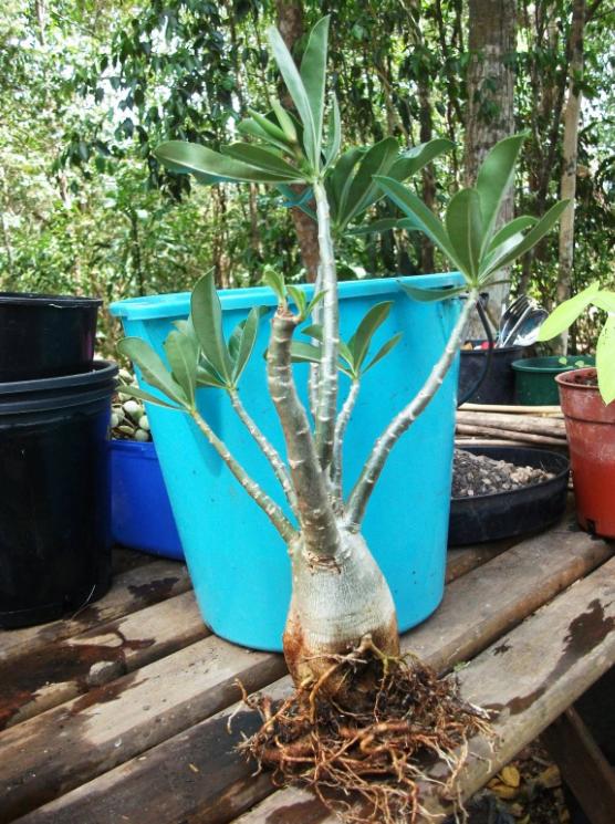Why does desert rose drop leaves and how to solve it? iMedia