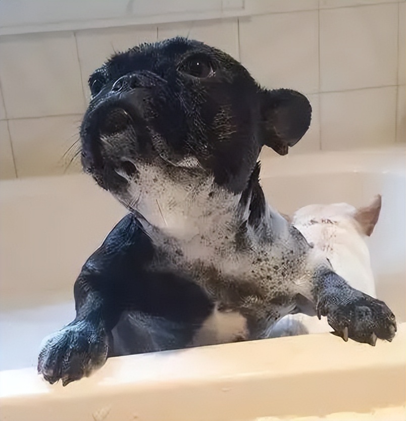 Why are dogs afraid of bathing?Dog don't come here iNEWS