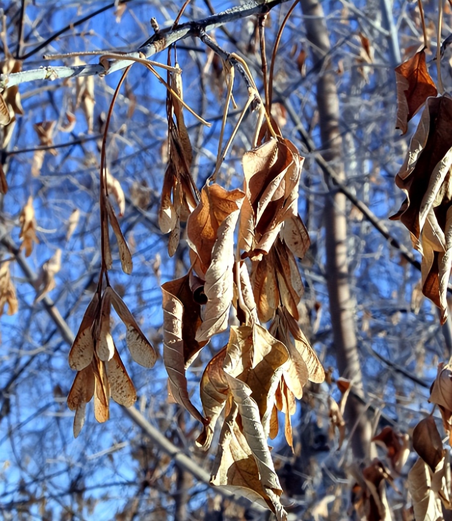Extremely coldresistant plants can survive freezing at minus 20