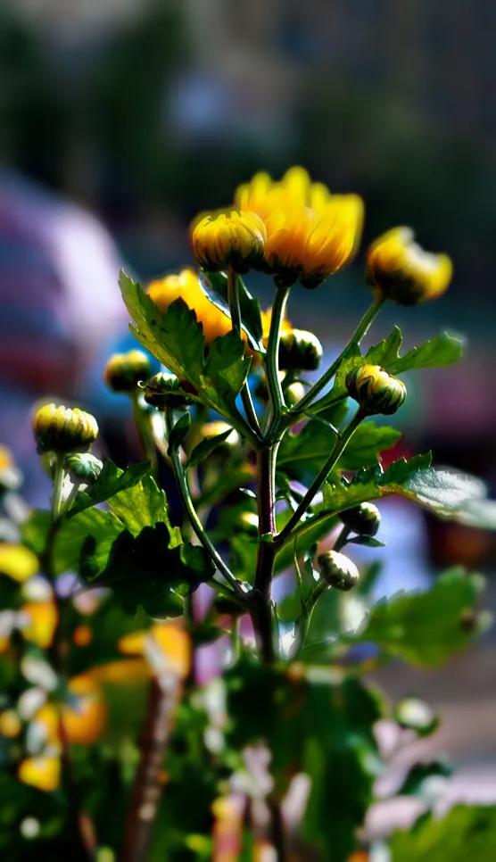 寒菊 冬菊 Mp头条