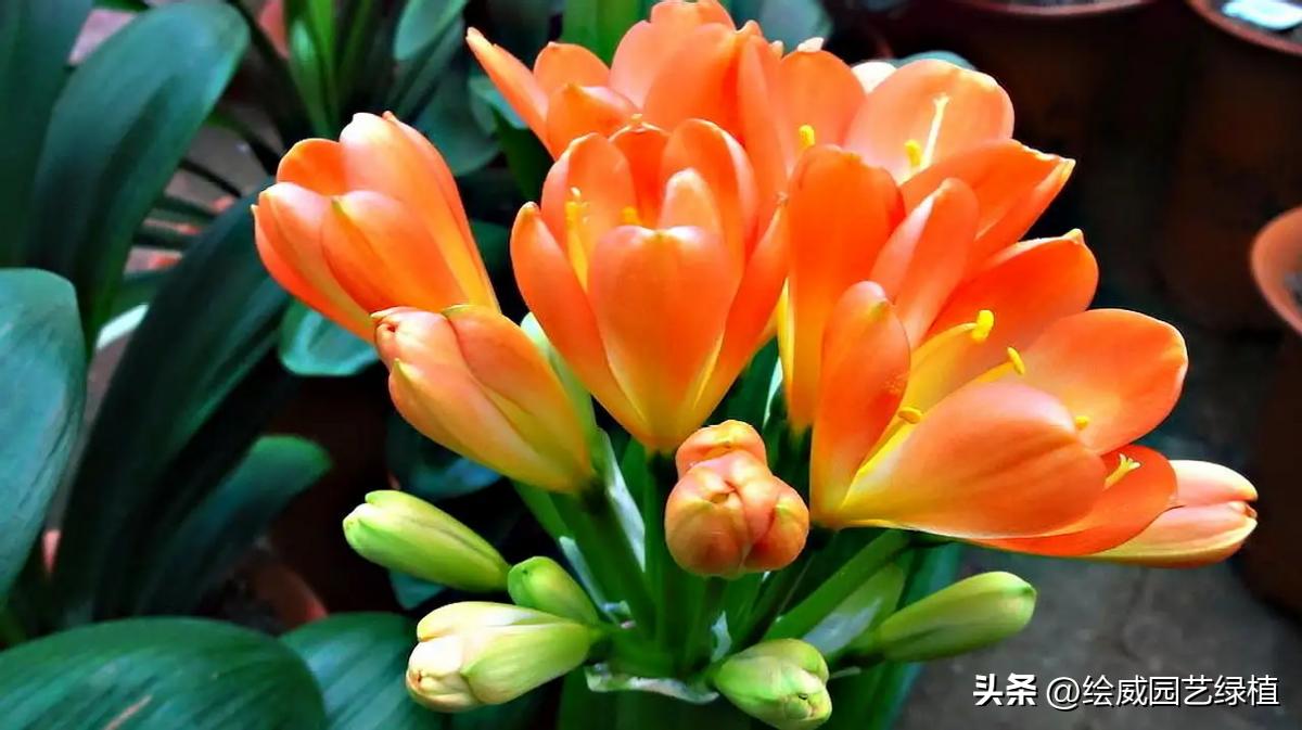 6 kinds of "rich flowers" with long lifespan iNEWS