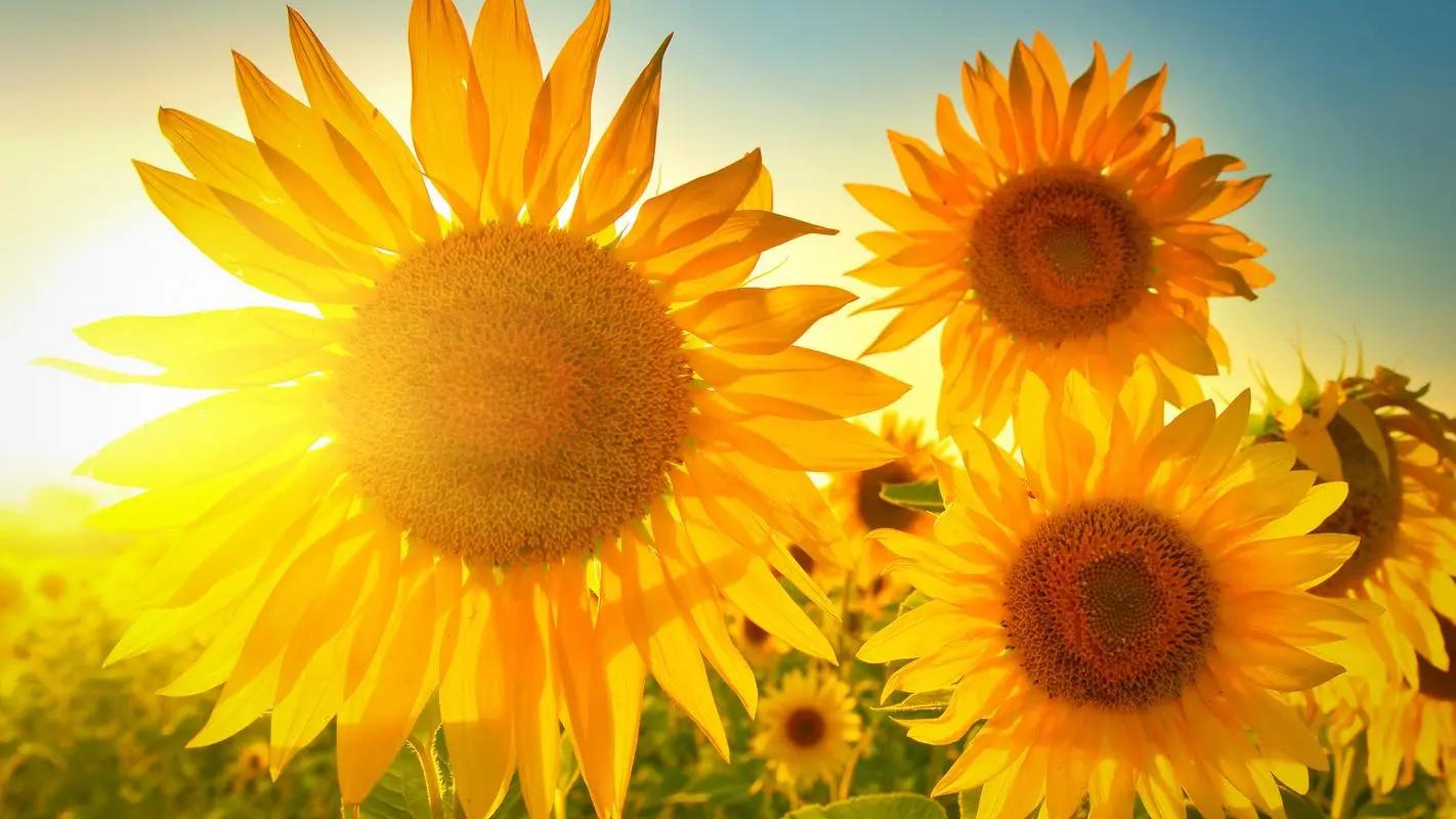 Facial recognition skills of sunflowers Demystifying why sunflowers always face the sun? iMedia