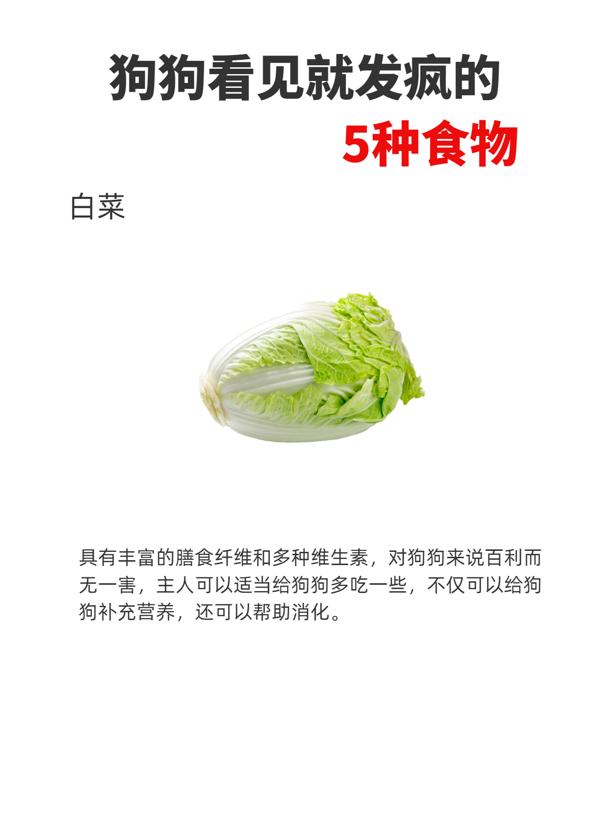 5 Foods That Make Dogs Go Crazy iMedia