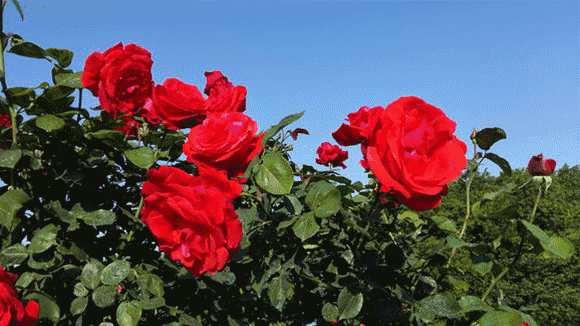 Partridge Sky - Rose Flower - iNEWS