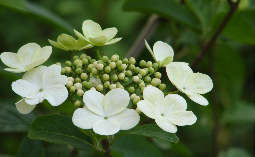 Spring is here! Can you distinguish these flowers in spring? (Down) - iNEWS