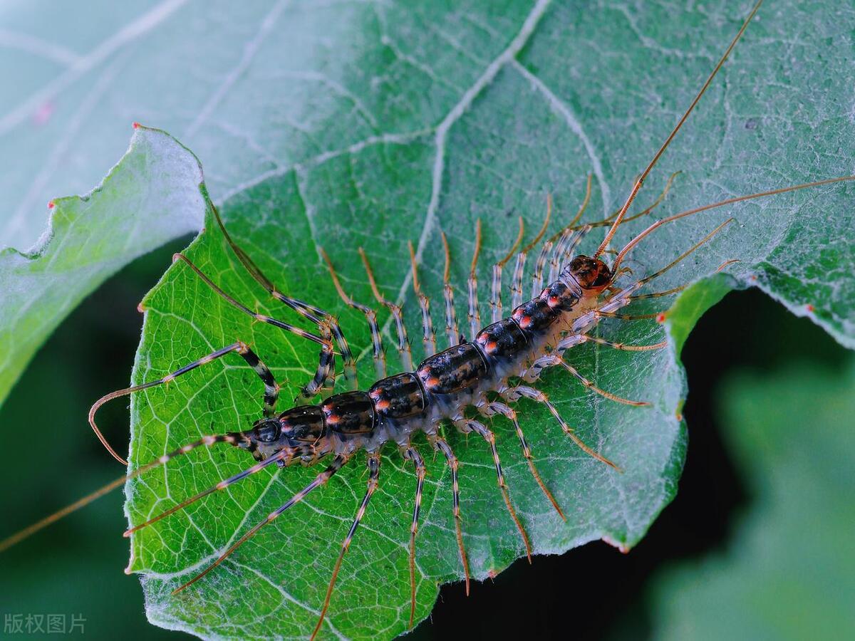 Gant Is Insect There are also other names for gnats, such as Qianchuanzi, castor ...