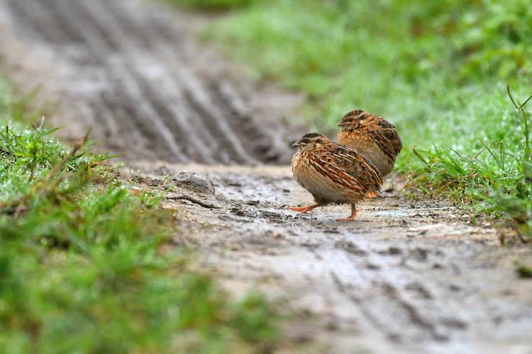 What causes quail Marek's disease? What are the symptoms of quail Marek