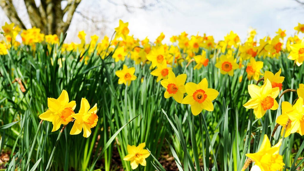 Tips for planting and caring for daffodils iNEWS