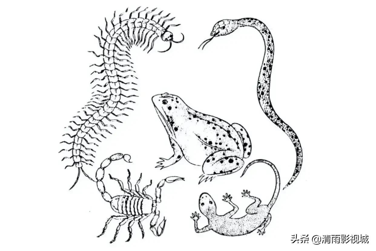 Why are chickens said to be the natural enemy of centipedes? iNEWS