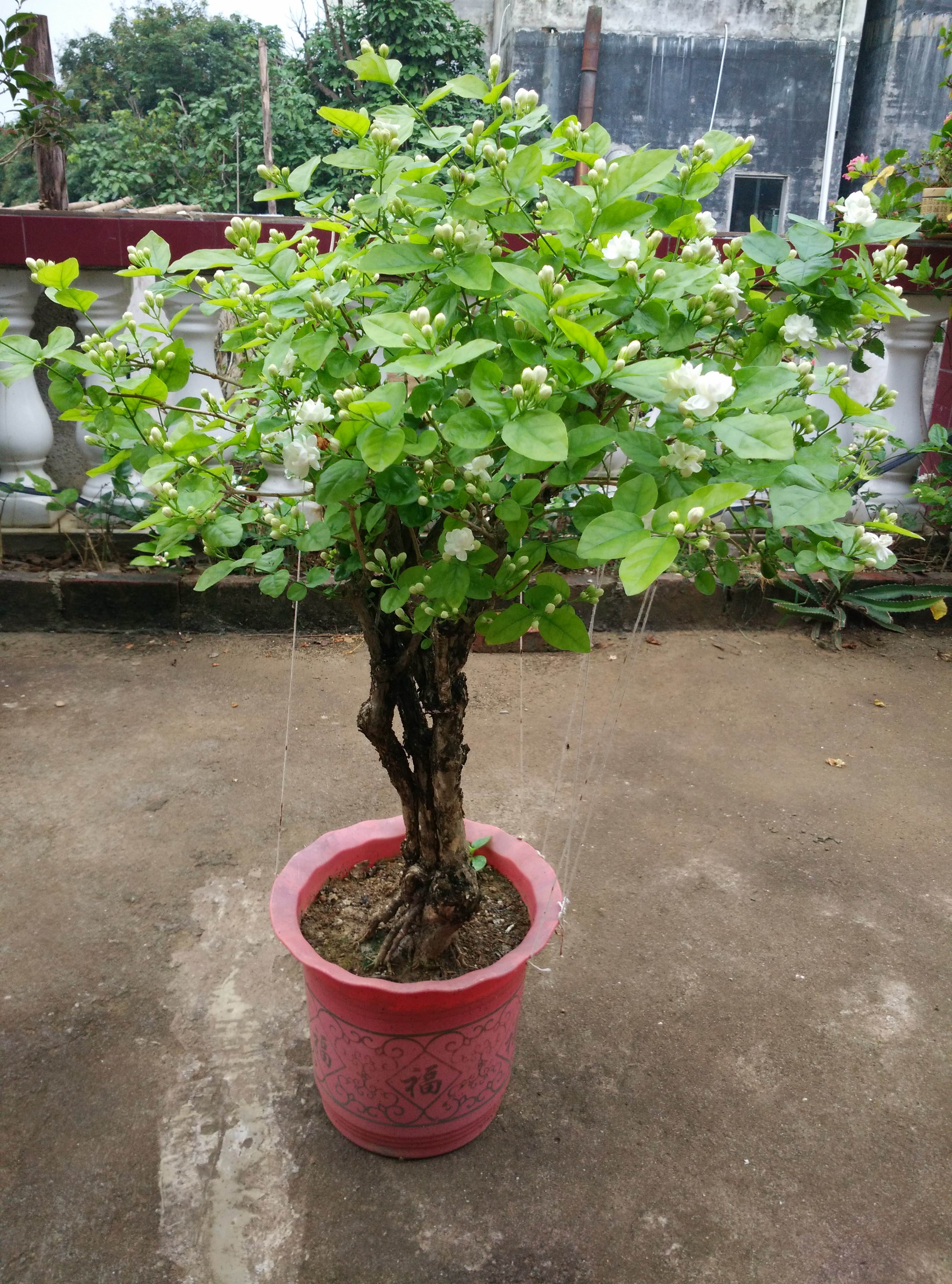 Five "rules" for raising jasmine in winter iNEWS