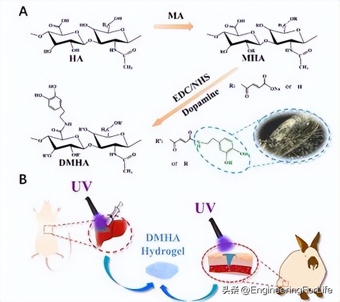 Dopamine-modified hyaluronic acid to construct a novel hydrogel ...