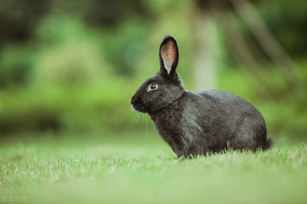 What should I do if the rabbit doesn't poop for a few days? iNEWS