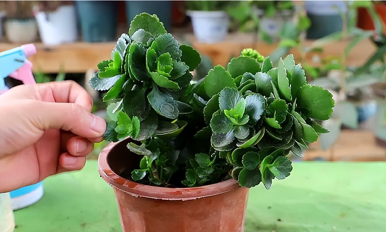 Raising longevity flowers in September, wearing a 
