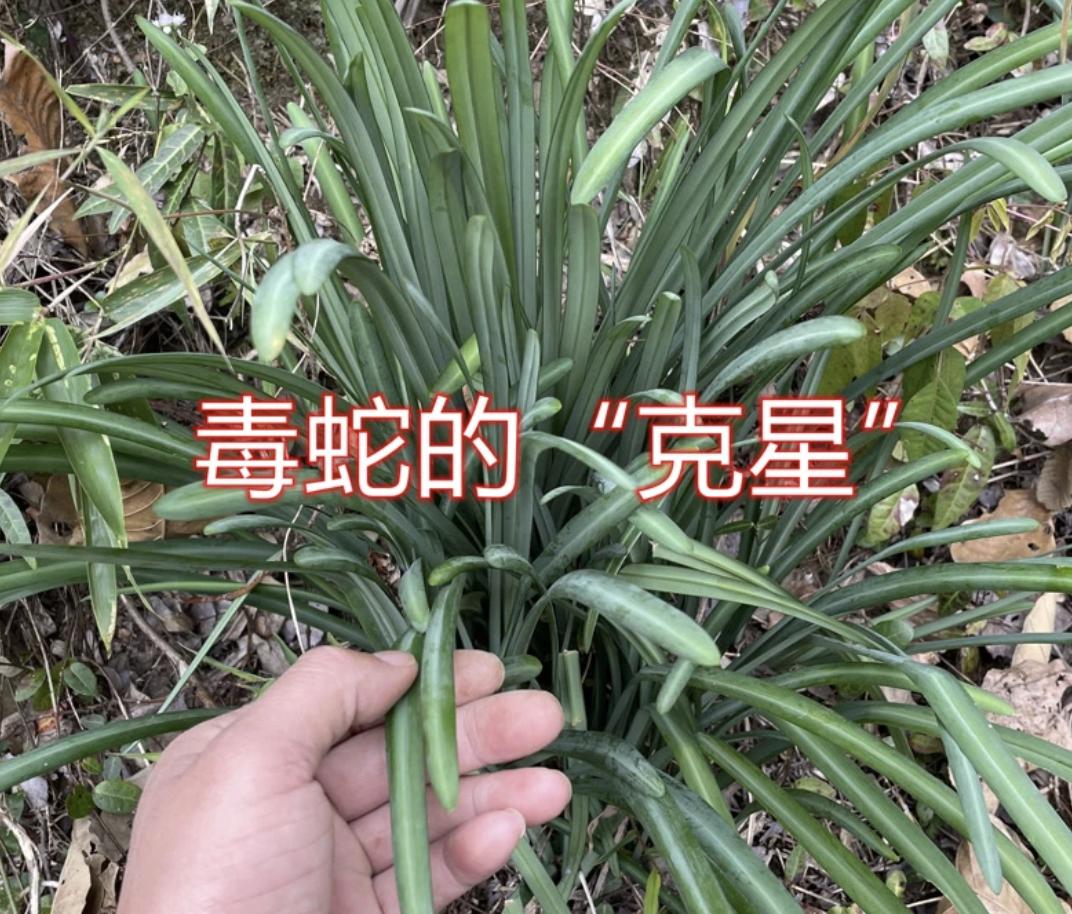 The old master has been catching snakes for 30 years and has gained